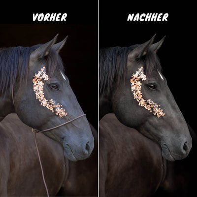 Fotografenhalfter